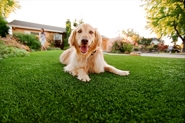 Leisure landscape lawn