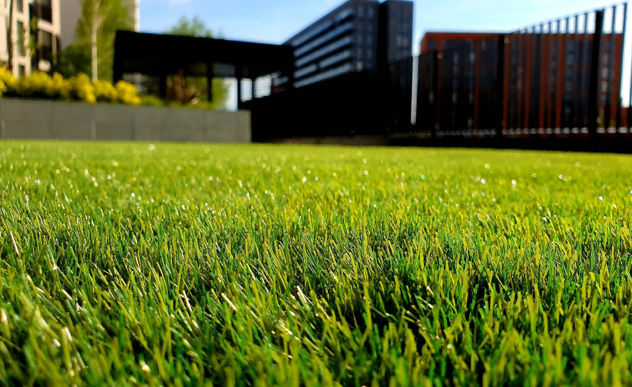 No filler sports lawn