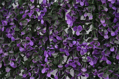Purple money plant